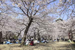お花見.png