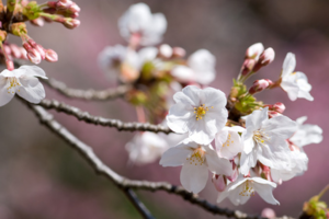 梅 桃 桜の見分け方 暮らしの中の歳時記 暮らし歳時記