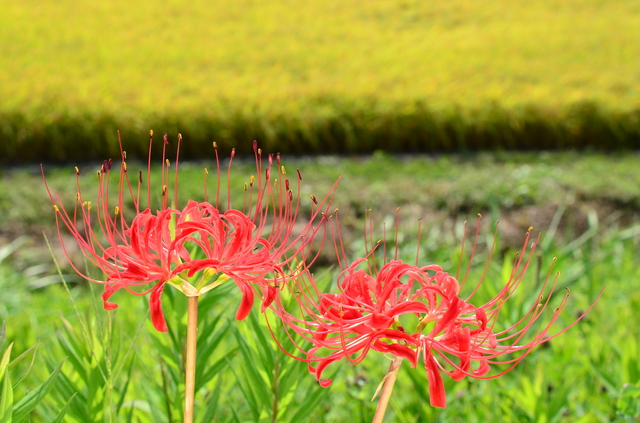 秋の彼岸に怪しく咲く 彼岸花 は 葉見ず花見ず 日々の便り 二十四節気 七十二候 節供 年中行事 暮らし歳時記