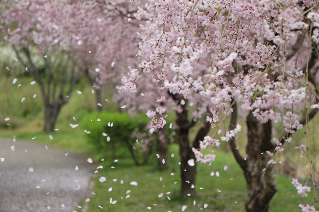 桜 が たくさん 咲い て いる 様子 を 何 という