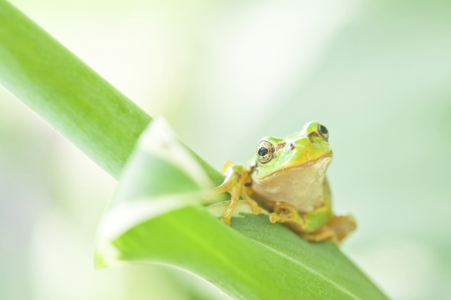 アマガエル 暮らしの中の歳時記 暮らし歳時記