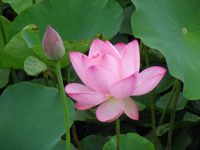 夏の花 水辺に咲く蓮と睡蓮 暮らしの中の歳時記 暮らし歳時記