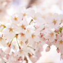 桜の種類