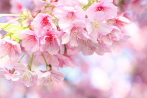 河津桜.png