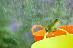 雨、蛙.png