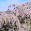 梅・桃・桜の見分け方