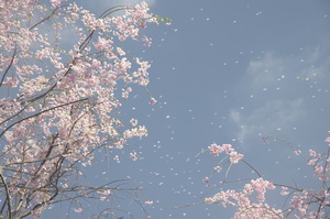 pixta_8236481_S桜吹雪.jpg