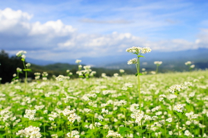 pixta_5388533_S秋蕎麦の花.jpg