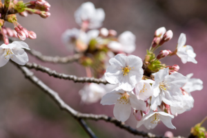 桜の花-thumb-300x200-834.png