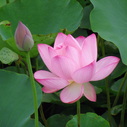 夏の花―水辺に咲く蓮と睡蓮