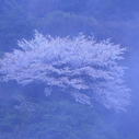 霧（きり）、靄（もや）、霞（かすみ）の違い