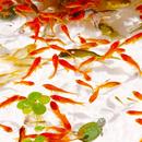 金魚