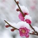 梅の花・梅まつり