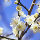 梅・桃・桜の見分け方