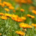 お墓参りの作法