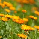 お墓参りの作法