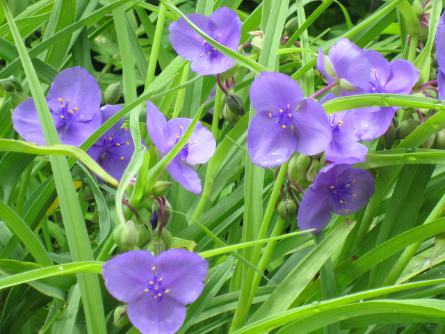 露草 露草（つゆくさ）｜暮らしのまつり・遊び｜暮らし歳時記