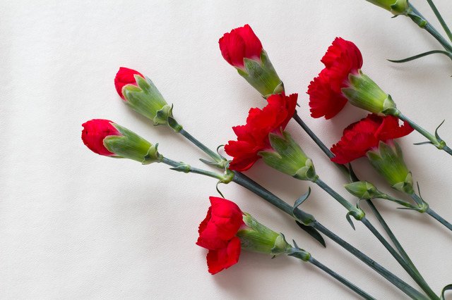 202405_carnation_pixta_40314573_S.jpg