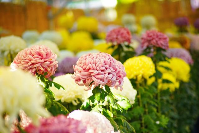 202610_kiku_pixta_18611927_S.jpg