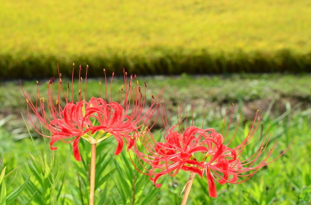 2309_higanbana_pixta_13856514_S.jpg