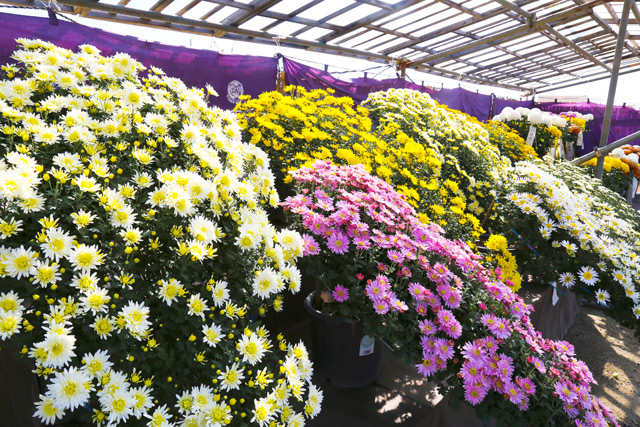 七十二候「菊花開」。全国各地で「菊まつり」の季節。｜日々の便り