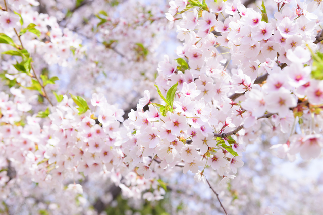 七十二候「桜始開」。桜にまつわる美しいことばで風流に｜日々の便り