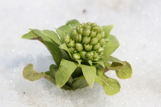 かちゅ雪のしたふきのとう2㌔以上になります。 寒さ厳しい「大寒」。雪の下から「蕗の薹」が顔を出す頃｜日々の便り