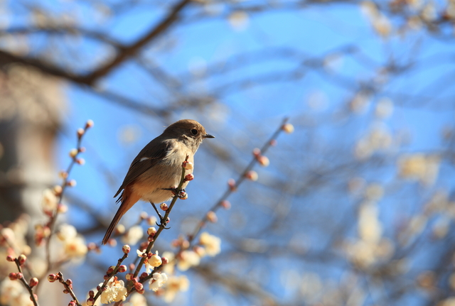 七十二候「黄鴬睍睆（うぐいすなく）」。梅の花が咲く頃に｜日々の便り