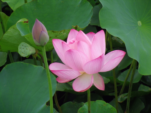 七十二候「蓮始開」。天上の花と呼ばれる蓮のいわれ｜日々の便り｜【二