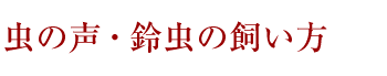 虫の声・鈴虫の飼い方