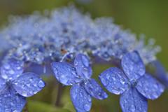 紫陽花のガクイメージ