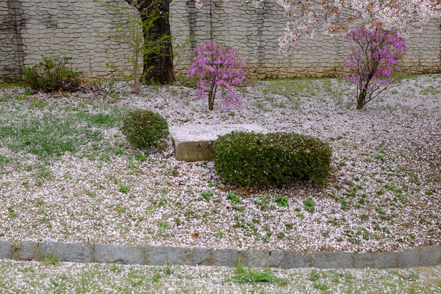 pixta_15064646_Sこぼれ桜.jpg