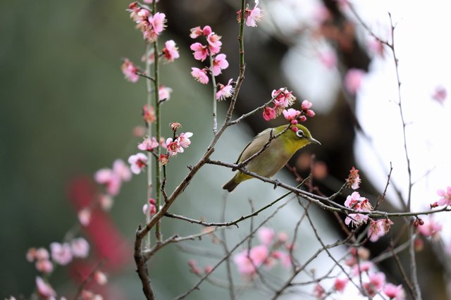 202503_mejiro_pixta_76761614_S.jpg